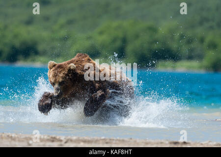Ours brun sauter sur le saumon rouge, le Kamchatka, en Russie. Banque D'Images