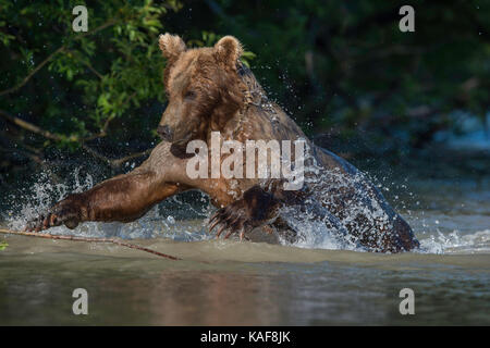 Ours brun sauter sur le saumon rouge, le Kamchatka, en Russie. Banque D'Images