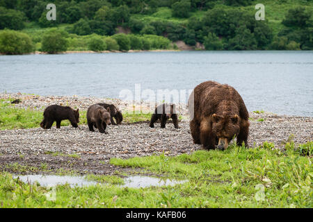 Mère ours brun et ses quatre petits, kuril lake, du Kamtchatka, en Russie. Banque D'Images