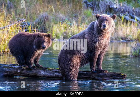 L'ours brun d'Alaska sauvage à la recherche du saumon dans la rivière Eagle. Mama Bear cub montrant comment attraper le saumon. Banque D'Images