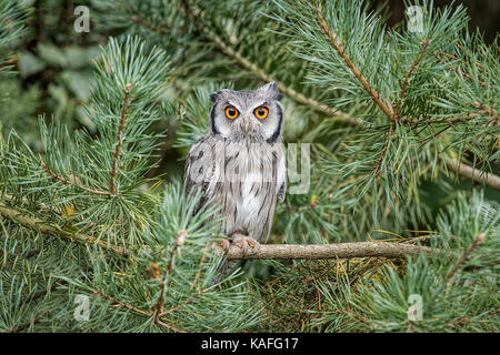 Un hibou scops face blanche perchée dans un arbre et regardant vers l'avant à l'appareil photo avec ses grands yeux orange Banque D'Images