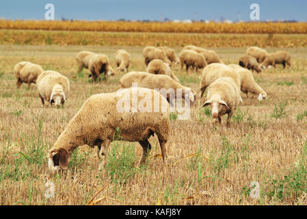 Troupeau de moutons paissant sur les chaumes de blé champ, grand groupe d'animaux de ferme laitière dans le pré Banque D'Images