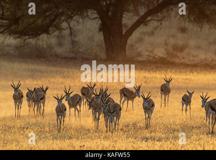 Le Springbok (Antidorcas marsupialis). n le matin tôt dans la rivière Auob Sec. Désert du Kalahari, Kgalagadi Transfrontier Park, Afrique du Sud. Banque D'Images