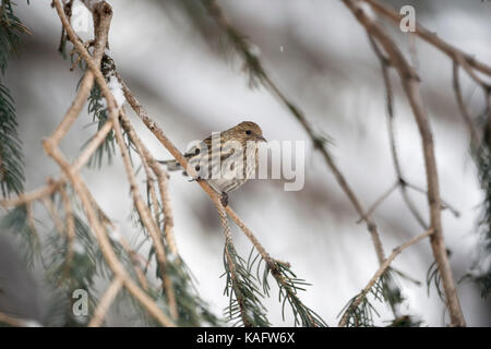 Tarin des pins / fichtenzeisig ( spinus pinus ) perché dans un arbre conifère, adulte en hiver, région de Yellowstone, aux États-Unis. Banque D'Images