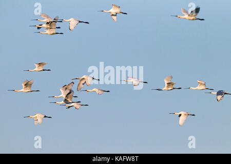 La Spatule blanche (Platalea leucorodia) , troupeau en vol Banque D'Images