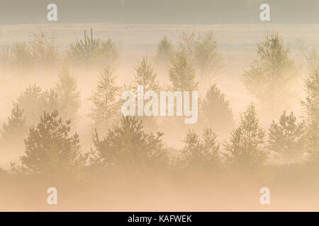 L'humeur du matin dans une ancienne exploitation à ciel ouvert de charbon mou Banque D'Images