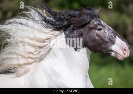 Noriker Cheval. Portrait de hongre pie avec mane qui coule. L'Autriche Banque D'Images
