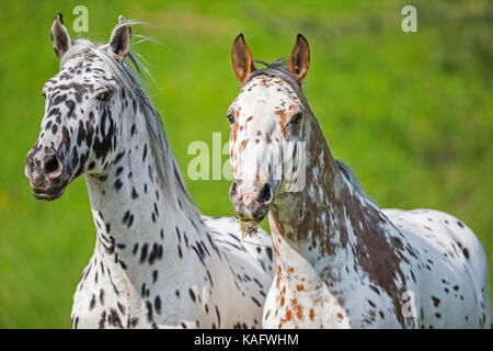 Cheval Knabstrup. Paire de chevaux adultes sur un pâturage, portrait. L'Autriche Banque D'Images