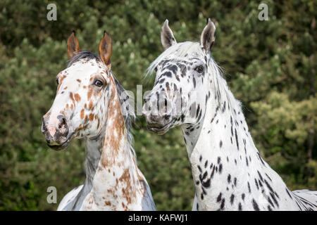 Cheval Knabstrup. Paire de chevaux adultes sur un pâturage, portrait. L'Autriche Banque D'Images