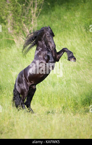 Cheval frison. L'étalon noir sur un pré. L'Autriche Banque D'Images