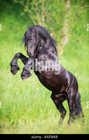 Cheval frison. L'étalon noir sur un pré. L'Autriche Banque D'Images