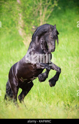 Cheval frison. L'étalon noir sur un pré. L'Autriche Banque D'Images