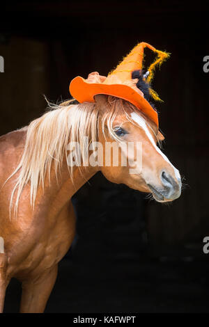 Cheval Arabe. Étalon alezan juvénile portant chapeau de sorcière. L'Autriche Banque D'Images