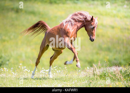 Cheval Arabe. Étalon alezan juvénile sautant sur un pâturage. L'Autriche Banque D'Images