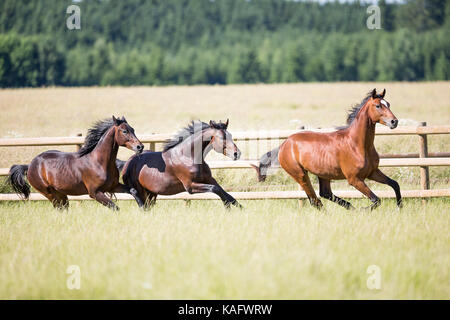 Warmblood bavarois. Etalons juvénile le galop sur un pré. Allemagne Banque D'Images