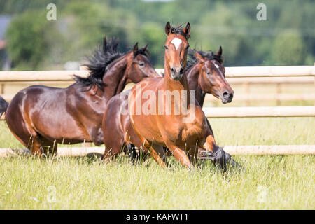 Warmblood bavarois. Etalons juvénile le galop sur un pré. Allemagne Banque D'Images