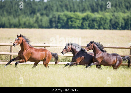 Warmblood bavarois. Etalons juvénile le galop sur un pré. Allemagne Banque D'Images