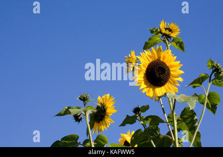 L'Helianthus annuus. Multi géant dirigé le tournesol. Banque D'Images