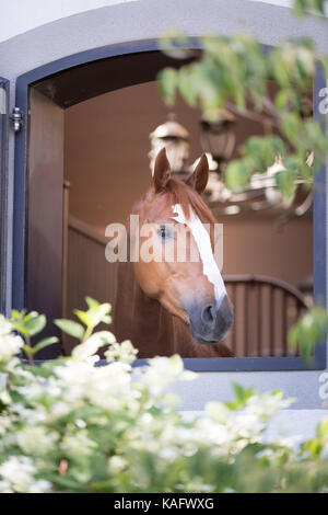 Warmblood. Chestnut Horse looking out de sa boîte. Allemagne Banque D'Images