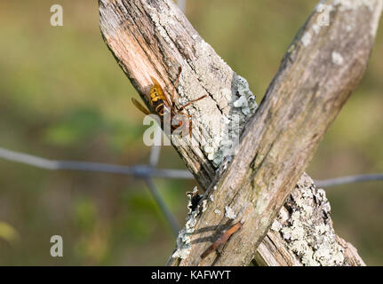 Vespa crabro. european hornet sur un poteau de clôture en bois. Banque D'Images