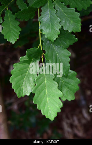 Chêne sessile, chêne sessile (Quercus petraea), des rameaux avec feuilles Banque D'Images