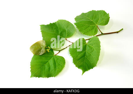 À larges feuilles (Tilia platyphyllos tilleul), des rameaux avec feuilles, studio photo Banque D'Images