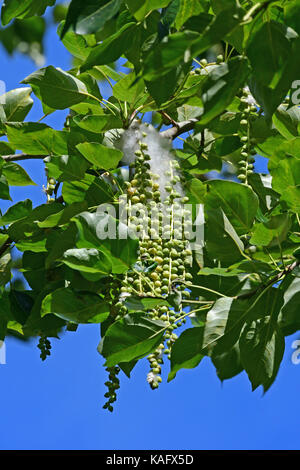 Le peuplier noir (Populus nigra) brindilles avec feuilles et graines entourées de poils blancs doux Banque D'Images