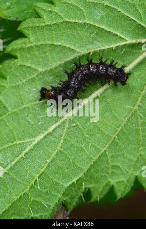 Papillon Araschnia levana (carte) caterpillar solitaire qui se nourrit d'une ortie Banque D'Images