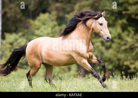 Cheval Espagnol pur, andalou. Le galop étalon dun sur un pâturage. L'Autriche Banque D'Images