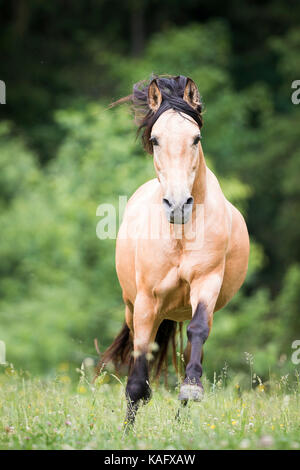 Cheval Espagnol pur, andalou. Le galop étalon dun sur un pâturage. L'Autriche Banque D'Images