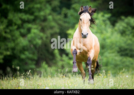 Cheval Espagnol pur, andalou. Le galop étalon dun sur un pâturage. L'Autriche Banque D'Images
