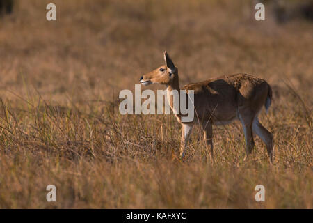 Reedbuck Redunca redunca Bohor (femelle) debout dans la savane. Banque D'Images