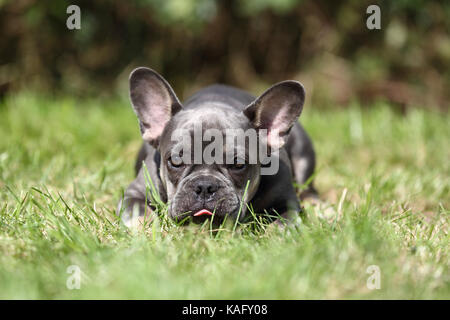 Bouledogue français. Chiot mâle couché dans l'herbe. Allemagne Banque D'Images