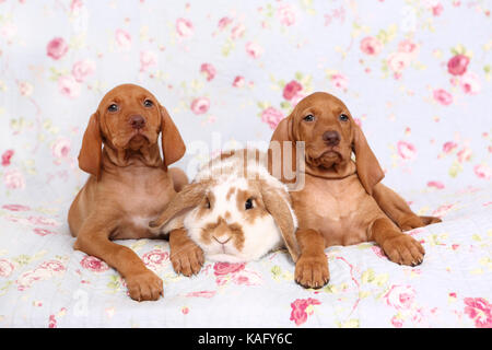 Vizsla devint. Deux chiots (6 semaines) et le hibou lapin bélier nain couché sur une couverture bleue avec fleur rose imprimer. Allemagne Banque D'Images