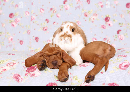 Vizsla devint. Puppy (6 semaines) de dormir sur une couverture bleue avec fleur rose imprimer, à côté d'un nain-à oreilles de lapin. Allemagne Banque D'Images