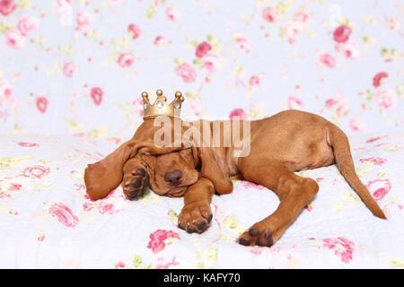 Vizsla devint. Puppy (6 semaines) sleepig sur une couverture bleue avec fleur rose print, portant une couronne sur sa tête. Allemagne Banque D'Images