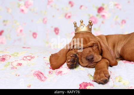 Vizsla devint. Puppy (6 semaines) sleepig sur une couverture bleue avec fleur rose print, portant une couronne sur sa tête. Allemagne Banque D'Images