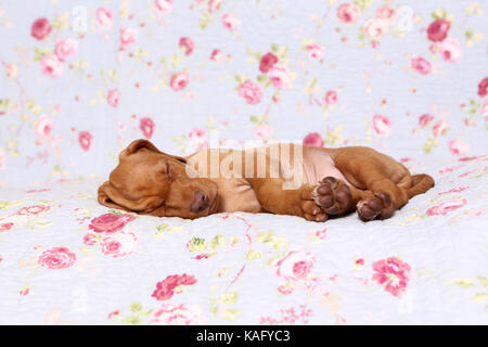 Vizsla devint. Puppy (6 semaines) de dormir sur une couverture bleue avec fleur rose imprimer. Allemagne Banque D'Images