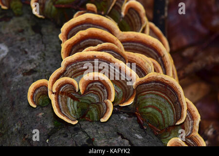 Queue de la Turquie, de champignons polypores multicolores (Trametes versicolor, Coriolus versicolor) sur bois Banque D'Images