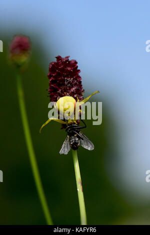 Houghton (Misumena vatia ARAIGNÉE CRABE), jaune, a cought une mouche à viande, tout en rôdant sur la fleur de la Pimprenelle (Sanguisorba officinalis) Banque D'Images