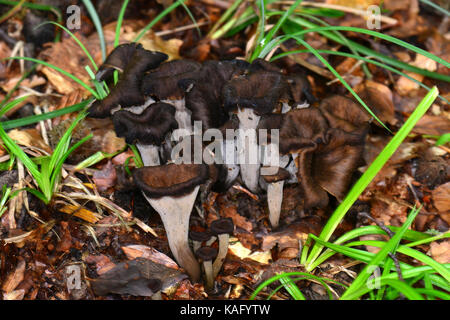 Horn of Plenty (Craterellus cornucopioides), des organes de fructification sur le sol forestier. Banque D'Images