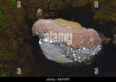 Bandes rouge polypore (Fomitopsis pinicola) avec guttation gouttes Banque D'Images