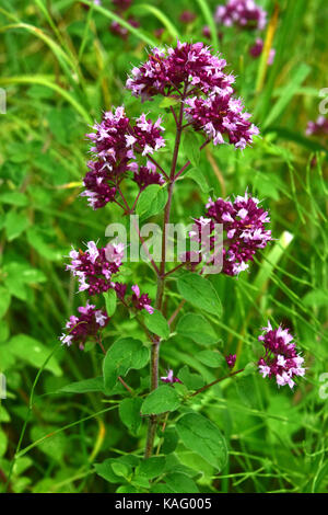 L'origan, Wild Majoram (Origanum vulgare), la floraison. Banque D'Images