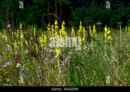 Grande fleur, molène (Verbascum densiflorum, Verbascum thapsiforme), les plantes à fleurs s'attarder sur les jachères Banque D'Images