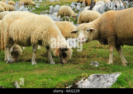 Moutons sur un champ vert regardant la caméra Banque D'Images