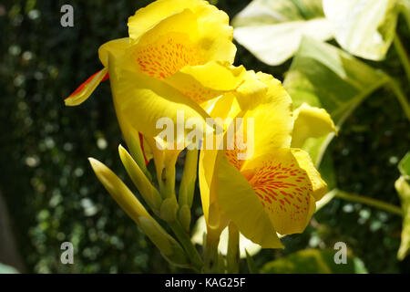 Canna fleurit jaune avec taches rouges à l'intérieur. Banque D'Images