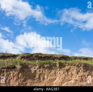 Sand martins nichant sur grassy exposés sur la banque plage près de redcar sur la côte nord-est de l'angleterre. uk Banque D'Images