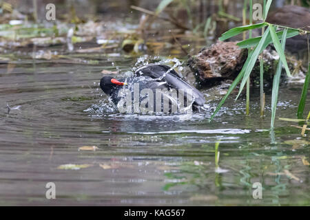 Canard poule d'echelle dans le calme, l'eau calme Banque D'Images