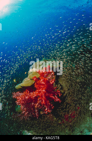 La Thaïlande. Les îles Similan. Sous-Vue de petits poissons autour des coraux mous. Banque D'Images