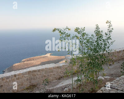 Nicotiana glauca croissant dans les ruines du château des chevaliers de St Jean, Halki, Grèce Banque D'Images